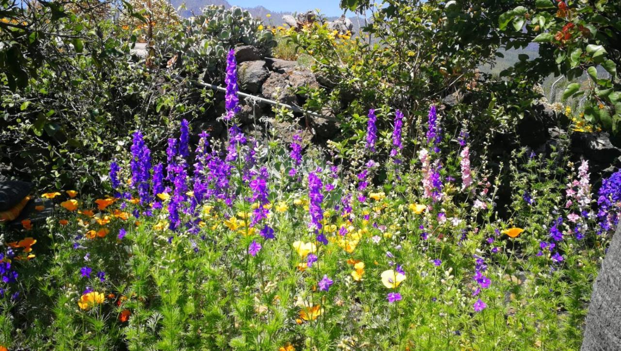 Finca Primavera El Paso Dış mekan fotoğraf